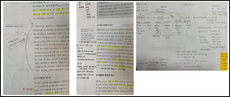 영양교사